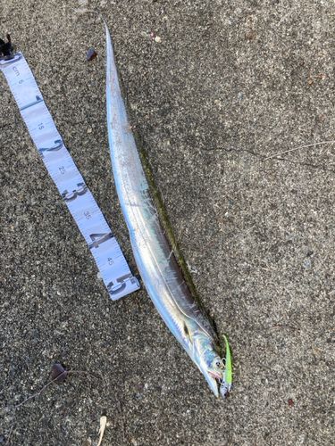 タチウオの釣果