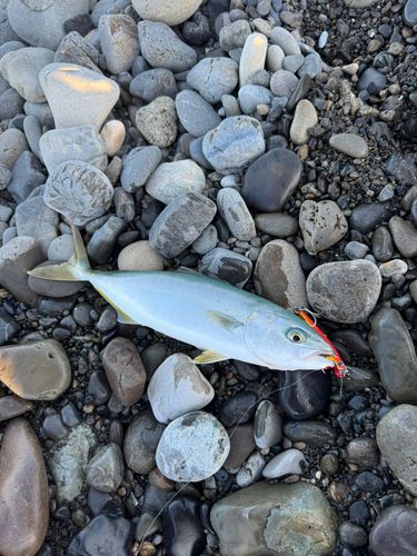 イナダの釣果
