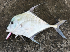 ウマヅラアジの釣果