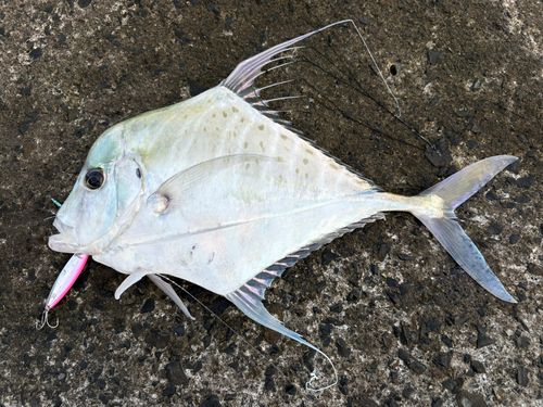 ウマヅラアジの釣果