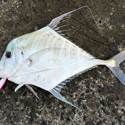 ウマヅラアジ