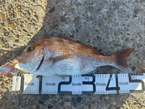 タイの釣果