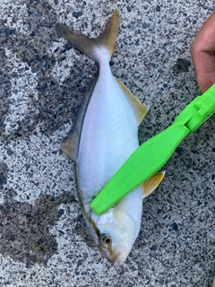 ショゴの釣果