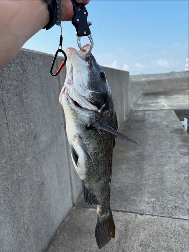 釣果