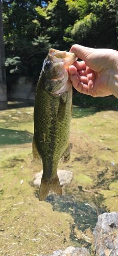 柳生川