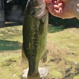 ブラックバス
