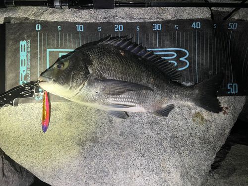チヌの釣果