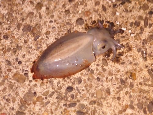 シリヤケイカの釣果