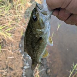 スモールマウスバス
