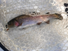 ニジマスの釣果