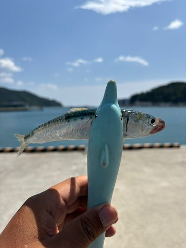 イワシの釣果