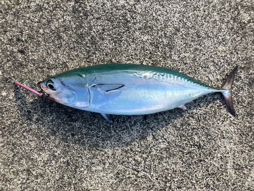 ヒラソウダの釣果
