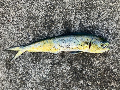 シイラの釣果