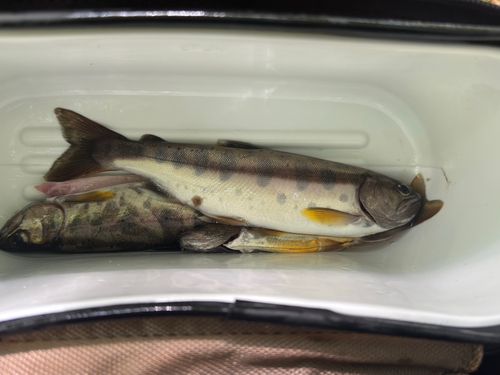 ヤマメの釣果