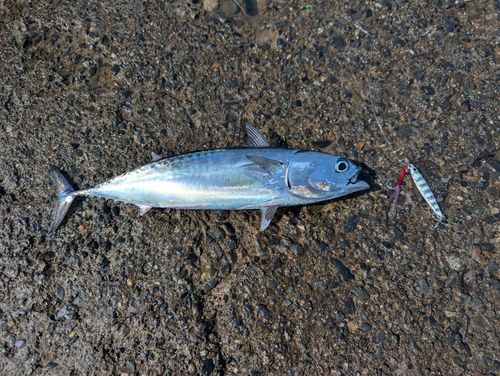 カツオの釣果