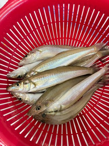 キスの釣果