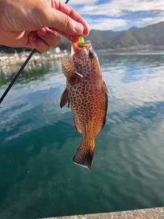オオモンハタの釣果