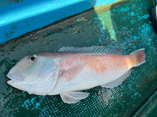シロアマダイの釣果