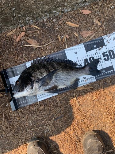 クロダイの釣果