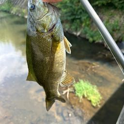 スモールマウスバス