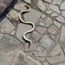 ダイナンウミヘビ