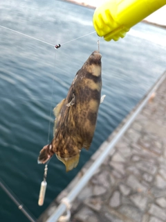 カワハギの釣果