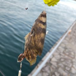 カワハギ