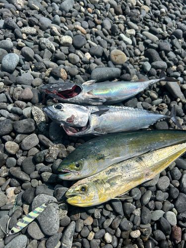 ソウダガツオの釣果
