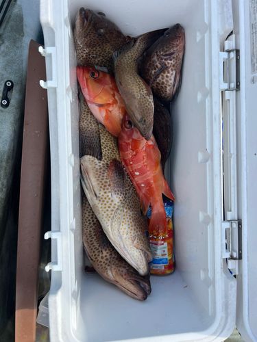 オオモンハタの釣果