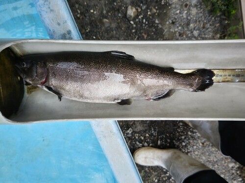 サクラマスの釣果