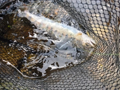 ヤマメの釣果