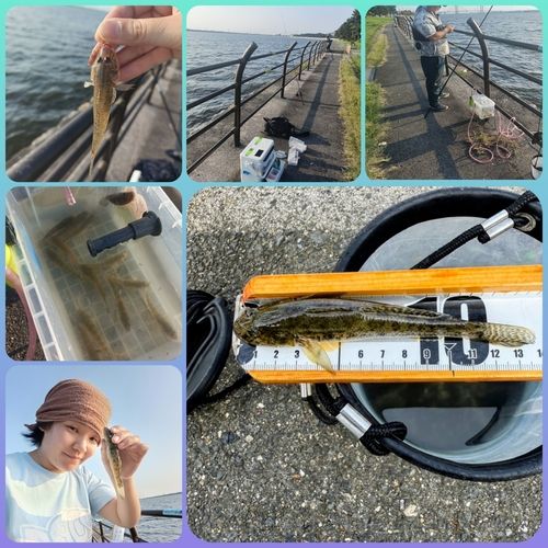 ハゼの釣果
