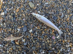 シロギスの釣果