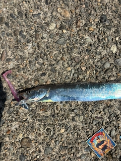 タチウオの釣果