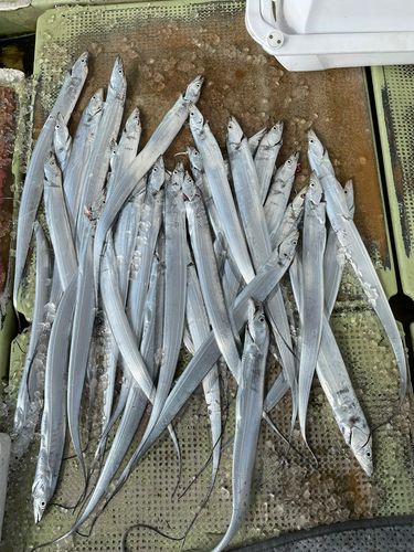 タチウオの釣果