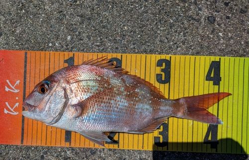 マダイの釣果