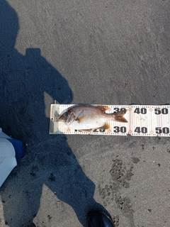 メイチダイの釣果