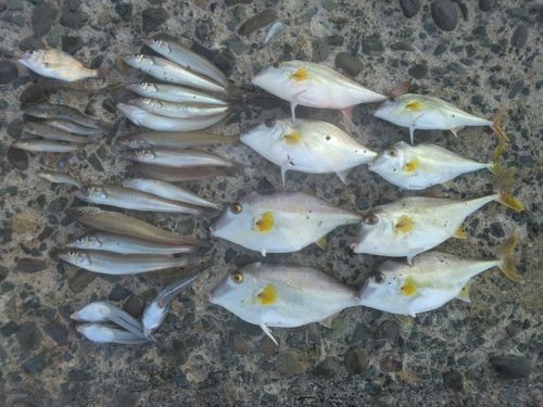 キスの釣果
