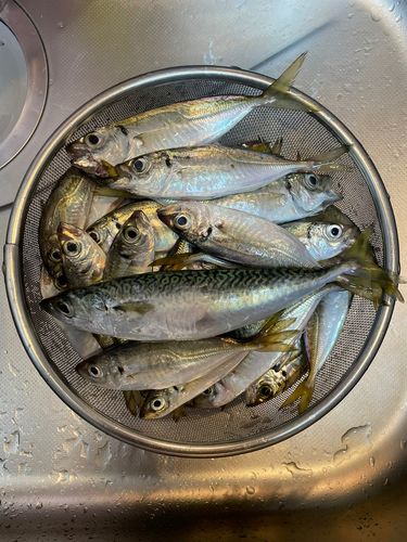 アジの釣果