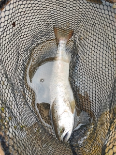 ヤマメの釣果