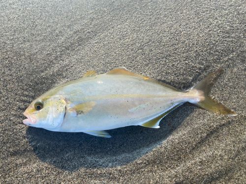 ショゴの釣果