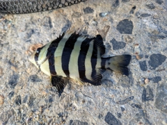 サンバソウの釣果