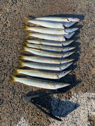 アカカマスの釣果