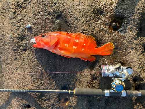 アカハタの釣果