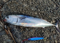 ソウダガツオの釣果