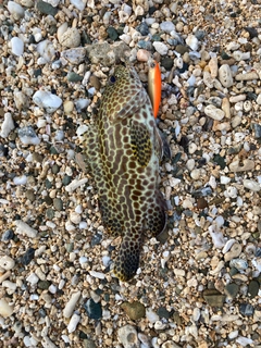 イシミーバイの釣果