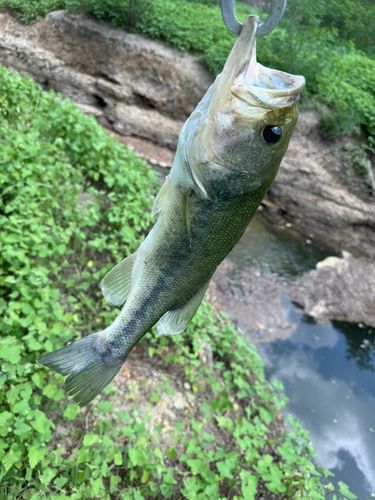 ラージマウスバスの釣果