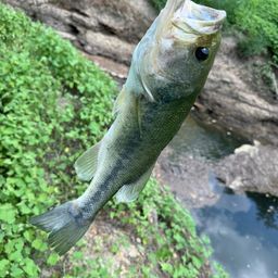 ラージマウスバス