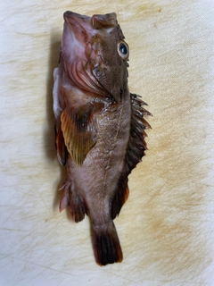 ガシラの釣果