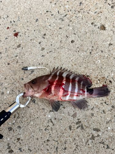 マハタの釣果